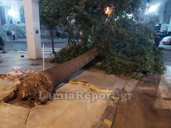 Έπεσε δέντρο στο κέντρο της Λαμίας