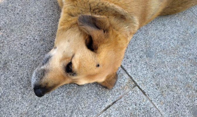 Φρίκη: Έσβησε το τσιγάρο του σε κεφάλι σκύλου