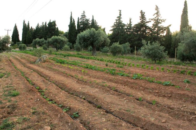 Αγρότης δίνει τζάμπα τα χωράφια του και δεν τα παίρνει κανείς