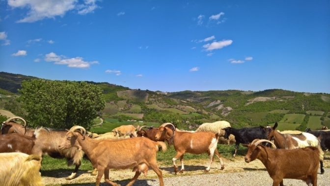 Στην Ευρωπαϊκή Επιτροπή νέο έργο μετακινούμενης κτηνοτροφίας με συντονιστή την ΚΕΝΑΚΑΠ Α.Ε.
