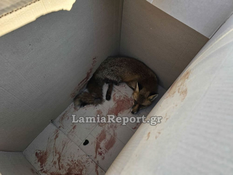 Λαμία: Βρήκαν και έσωσαν τραυματισμένη αλεπού μέσα στην πόλη