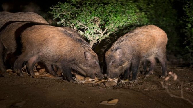 Τρικαλινός απέφυγε τα χειρότερα σε …συνάντηση με αγριογούρουνα!