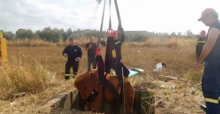 Άλογο έπεσε σε …φρεάτιο 3 μέτρων στη Λάρισα!