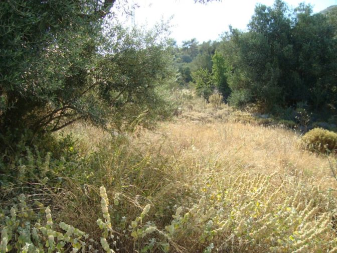 Σε ιδιώτες τα μέτρα για την αντιπυρική περίοδο από τον Δήμο Τρικκαίων