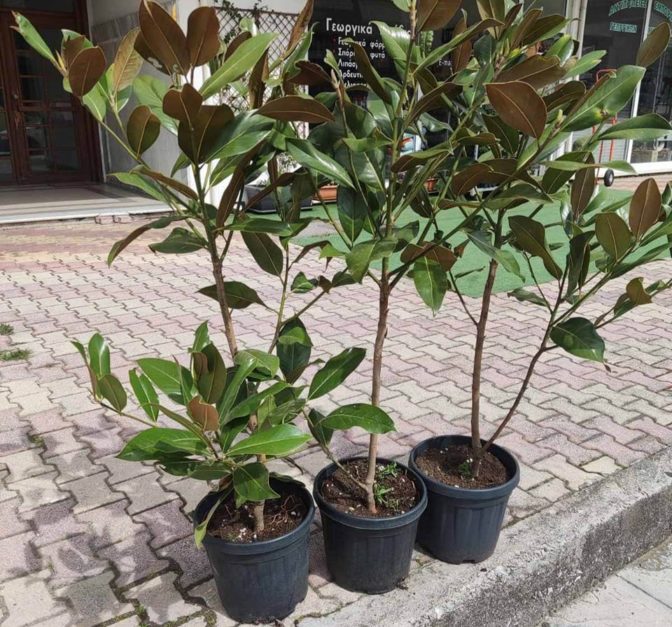 Καστράκι: Τρία δέντρα στη μνήμη των τριών αδικοχαμένων κοριτσιών στα Τέμπη