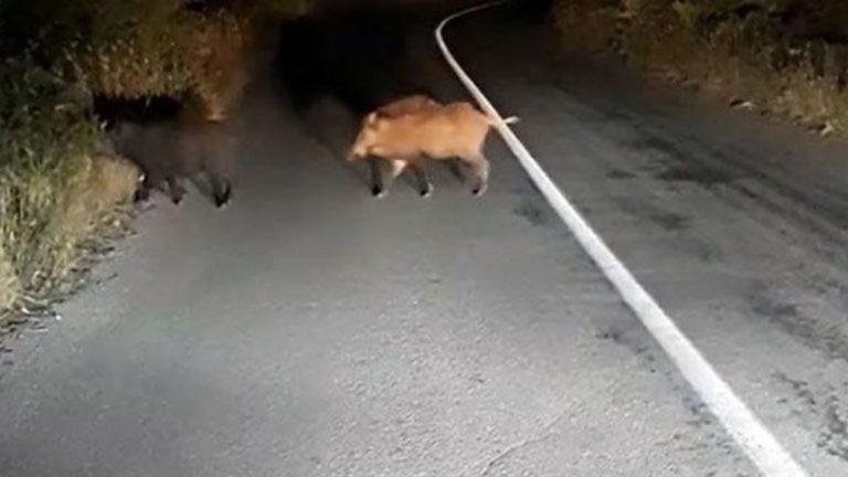 Λαχτάρα για οδηγό έξω από τη Λάρισα