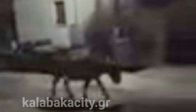 Άλογα έκαναν την βόλτα τους… στο κέντρο του Καστρακίου