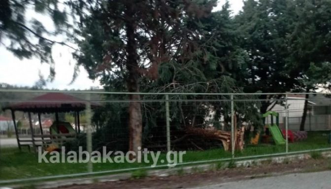Βασιλική: Έπεσε δέντρο στο προαύλιο του Νηπιαγωγείου!
