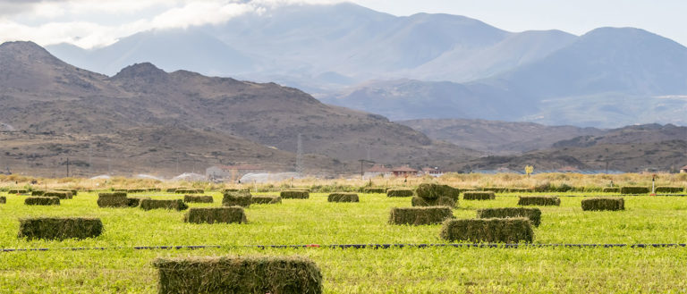 Ενάμιση μήνα νωρίτερα η σπορά τριφυλλιού στον ν. Τρικάλων