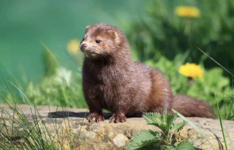 Ανησυχία στη Θεσσαλία για την εμφάνιση των μινκ
