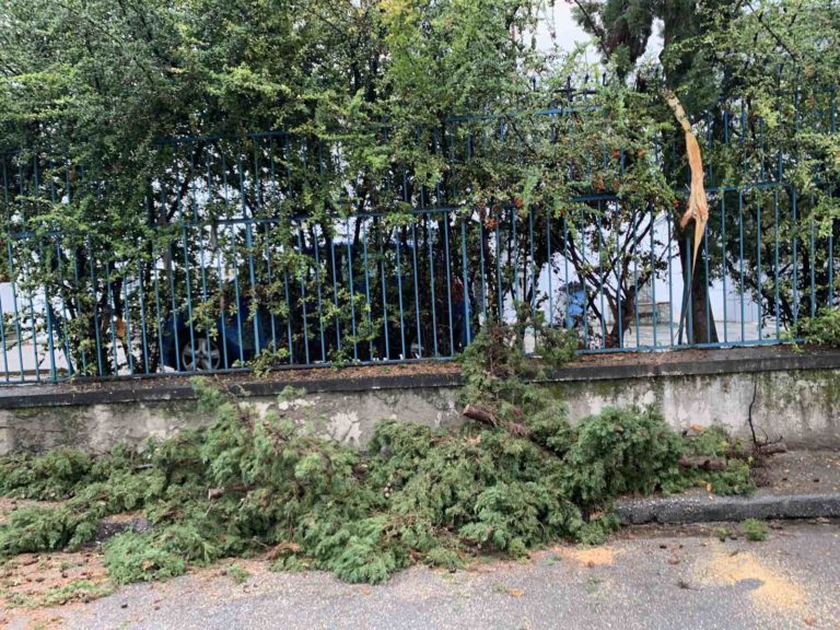 Λάρισα: Αποκολλήθηκε κορμός δένδρου και έπεσε πάνω σε αυτοκίνητο (φωτο)