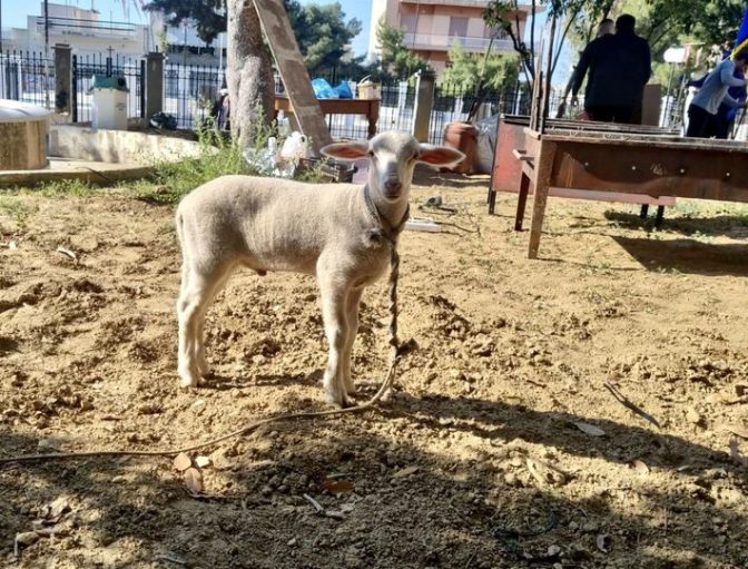 Πήγαν να σφάξουν και να ψήσουν αρνί έξω από εκκλησία γιατί το είχαν κάνει τάμα