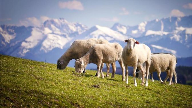 ΟΠΕΚΕΠΕ: Πότε θα πληρωθούν οι συνδεδεμένες ζωικής παραγωγής