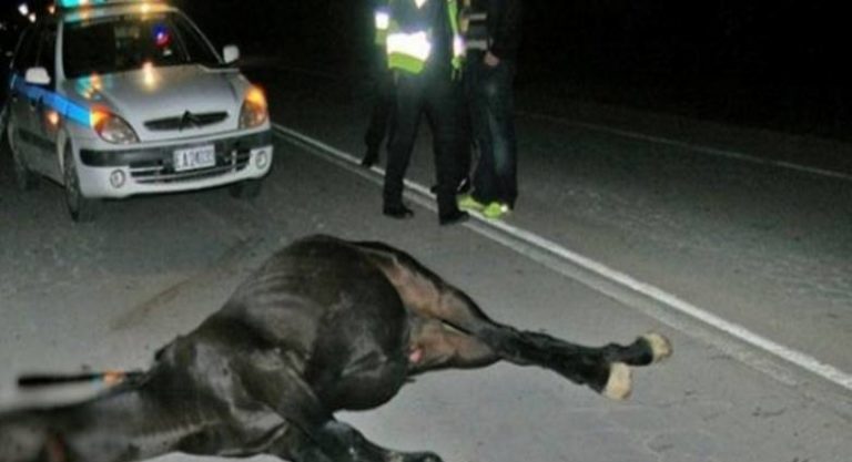 Απίστευτο τροχαίο στα Τρίκαλα: Αυτοκίνητο τράκαρε με άλογο!