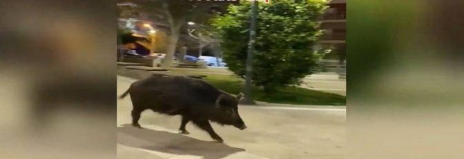 Αγριογούρουνο βγήκε για σεργιάνι.. στη Θεσσαλονίκη