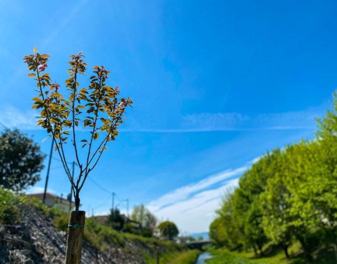 Ομορφαίνει ο Ληθαίος με τη φύτευση νέων κερασιών