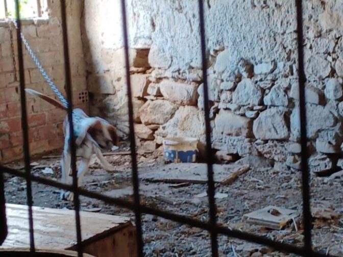 Εικόνες ντροπής στα Χανιά – 15 σκυλιά και ένα άλογο βρέθηκαν δεμένα σε άθλιες συνθήκες