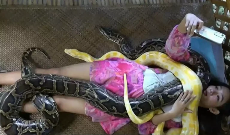 Μασάζ από πύθωνες σε φάρμα άγριων ζώων