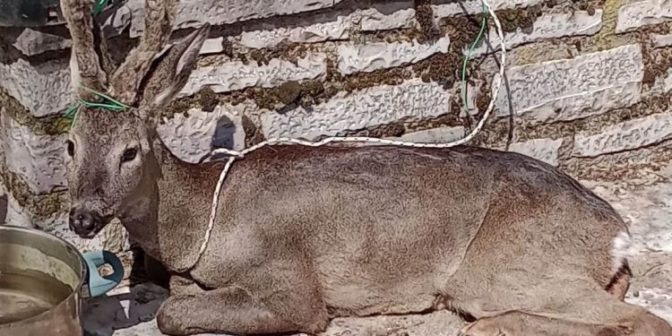 Τρίκαλα: Ζαρκάδι βρέθηκε τραυματισμένο στην αυλή πρώην Βουλευτή