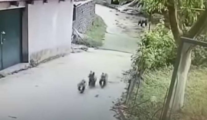 Μέτσοβο: Αρκουδάκια εισέβαλαν σε αποθήκη και ήπιαν όλο το κρασί και το τσίπουρο!