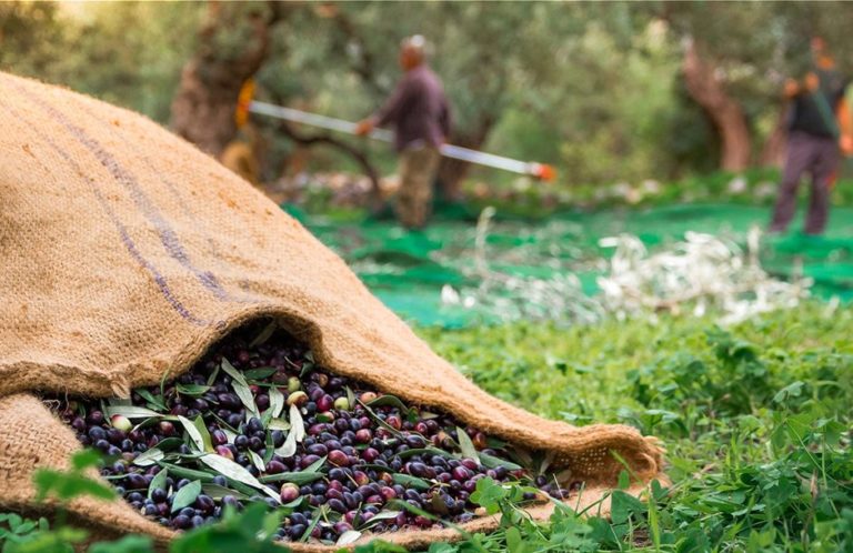 Καλαμπάκα: Ξεκινούν οι αιτήσεις ενίσχυσης στον ΕΛΓΑ για τον παγετό του 2021