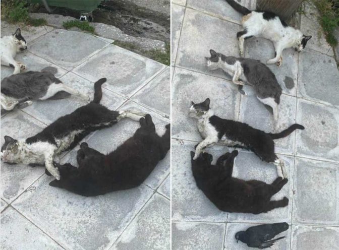 Λάρισα: Γάτες και περιστέρια πέθαναν με φριχτό τρόπο (φωτό)