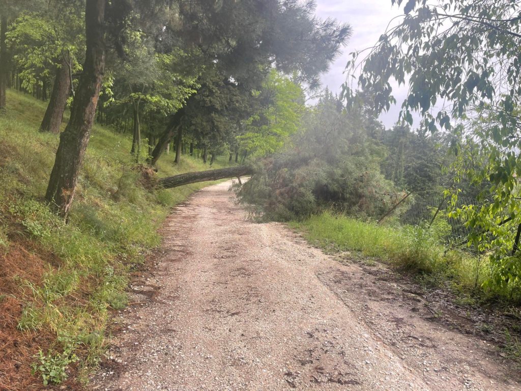 Έπεσε δέντρο στον ζωολογικό κήπο των Τρικάλων (φωτό)