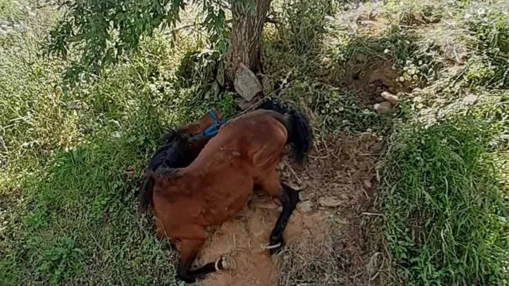 Τζια: Οργή για την άγρια κακοποίηση αλόγου