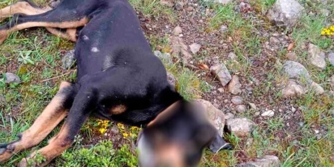 Νεκρός από φόλα κυνηγετικός σκύλος στα ορεινά της Καλαμπάκας (φωτό)