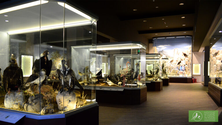 Θέση εργασίας στο Μουσείο Φυσικής Ιστορίας Μετεώρων και Μουσείο Μανιταριών