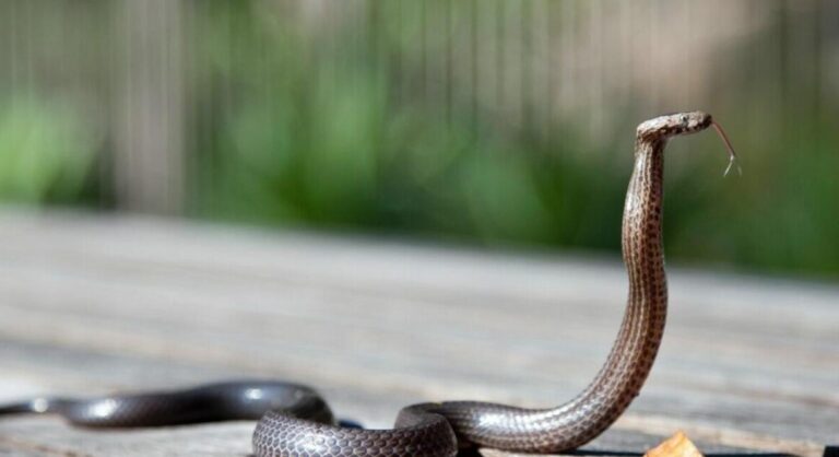 Σε ετοιμότητα το Νοσοκομείο Τρικάλων για τα… δαγκώματα φιδιών