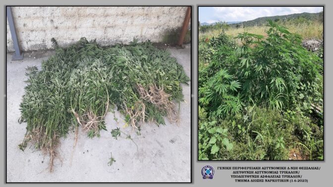 Βρέθηκε χασισοφυτεία στην Καλαμπάκα