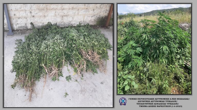 Βρέθηκε χασισοφυτεία στην Καλαμπάκα