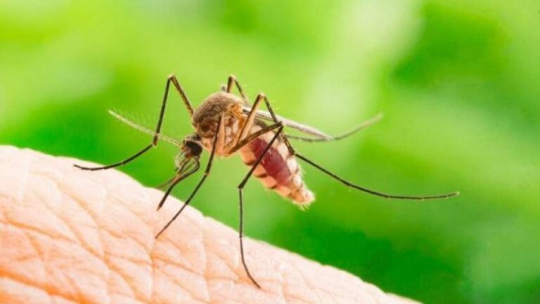 Τρία κρούσματα από τον ιό του Δυτικού Νείλου – Ένα σε περιοχή της Θεσσαλίας