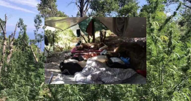 Χασισοφυτεία με κέρδος 10 εκατ. ευρώ στον Τύρναβο