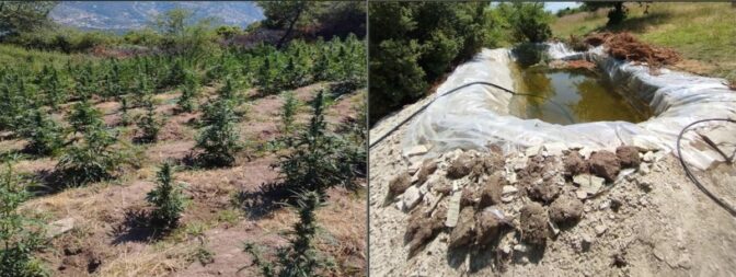 Οικογενειακή υπόθεση η «χρυσή» χασισοφυτεία σε περιοχή του Τυρνάβου