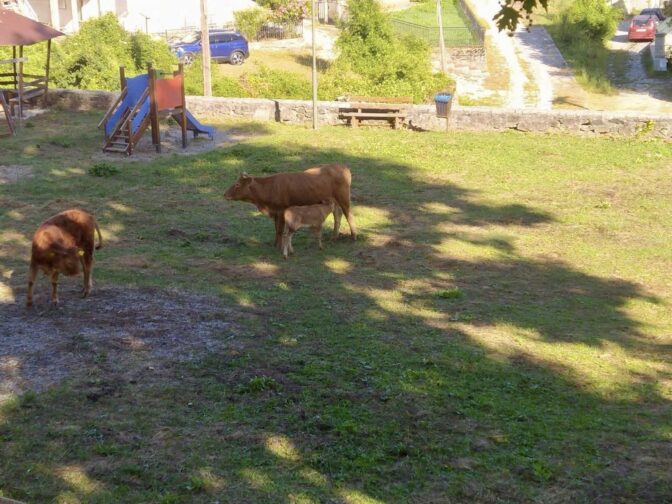 ΚΡΑΝΙΑ ΑΣΠΡΟΠΟΤΑΜΟΥ: Αγελάδες βγάζουν τα μοσχάρακια τους στην παιδική χαρά!