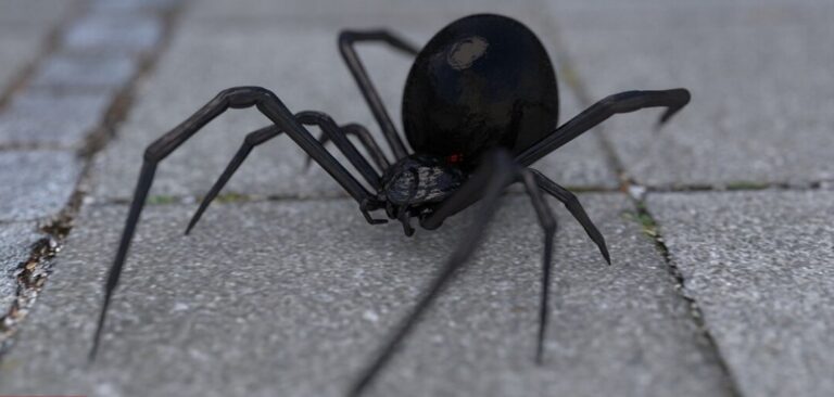 Στο Νοσοκομείο Τρικάλων 53χρονος από τσίμπημα αράχνης …μαύρη χήρα