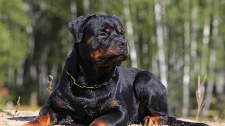 Λάρισα: Δεσποζόμενος σκύλος σκόρπισε τον τρόμο σε παιδιά την ώρα που έπαιζαν σε πλατεία