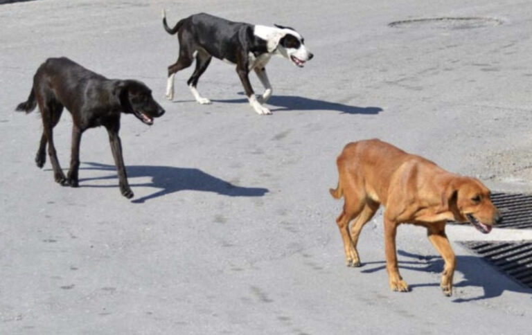 Αδέσποτα σκυλιά όρμησαν σε Λαρισαία