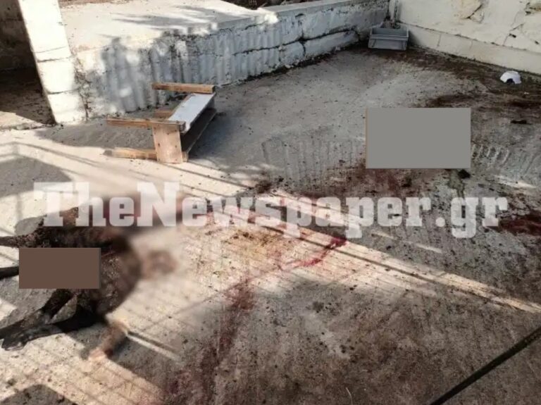 Φρίκη σε χωριό της Μαγνησίας – Κατακρεούργησε ζώο σε αυλή (φωτό)