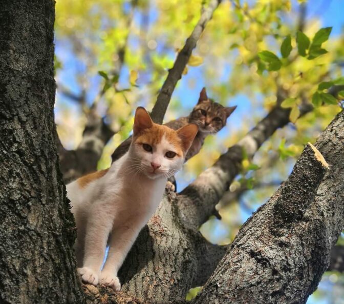 Τα «ξωτικά» του πάρκου στα Τρίκαλα 