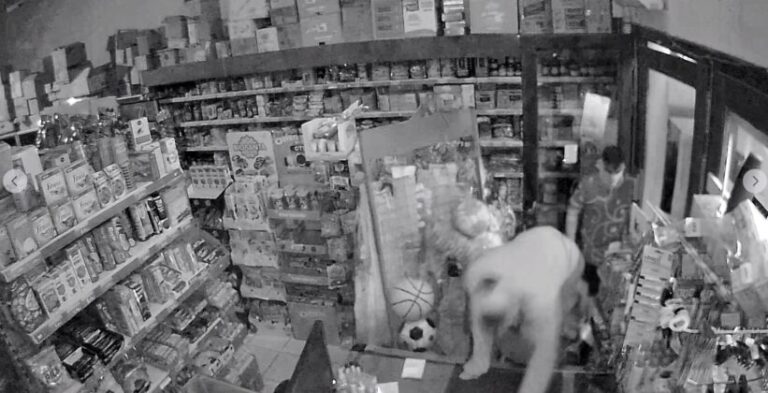 «Μπούκαραν» σε μίνι μάρκετ στον Βόλο και έκλεψαν μέχρι και τσίχλες (βίντεο)