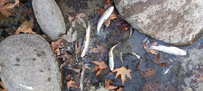 Νεκρά ψάρια στο ποτάμι του Γάβρου Καλαμπάκας