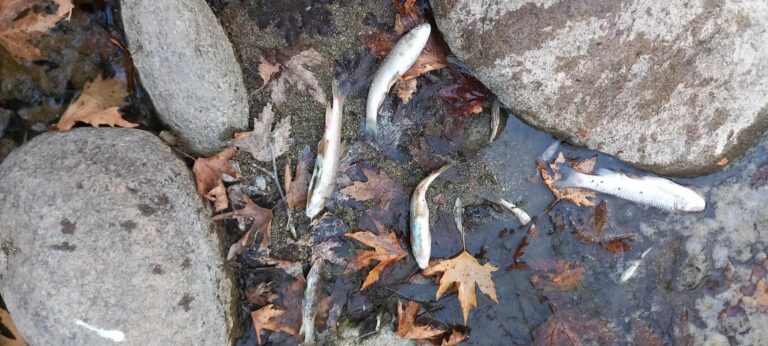 Νεκρά ψάρια στο ποτάμι του Γάβρου Καλαμπάκας