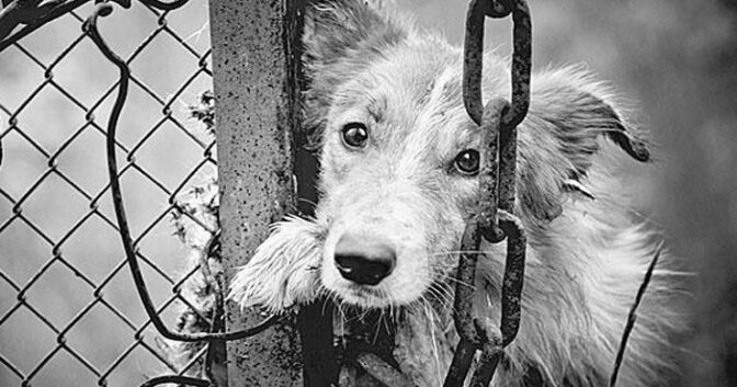 Τρομάζουν τα στοιχεία για τις κακοποιήσεις ζώων