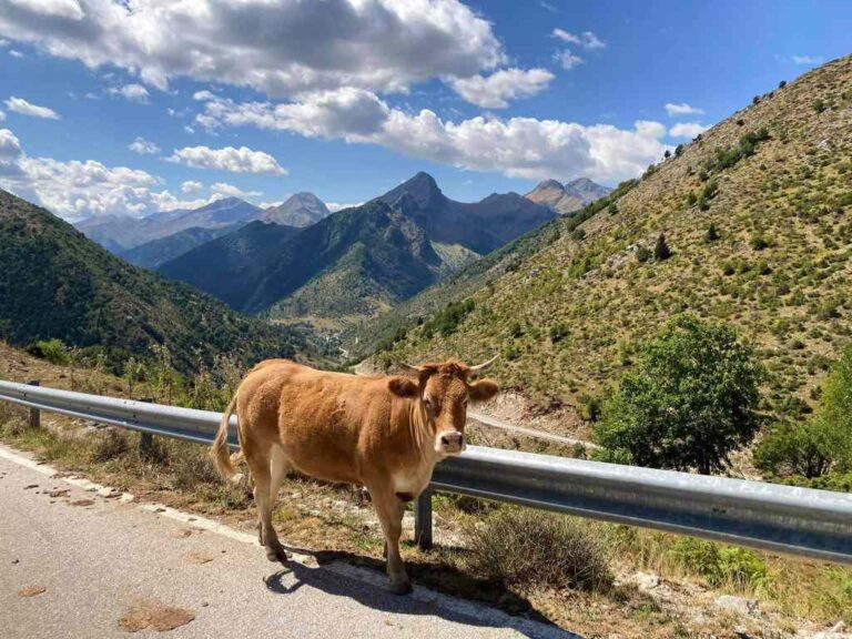 Παραλίγο τροχαίο στα ορεινά των Τρικάλων από ανεξέλεγκτες …αγελάδες!