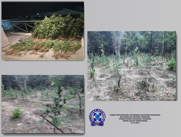 Ανακοίνωση της Αστυνομίας για την οργανωμένη χασισοφυτεία στην Τζούρτζια (φωτό)