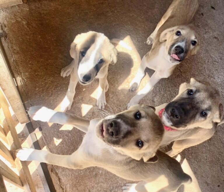 Χαρίζονται κουτάβια στην Πύλη