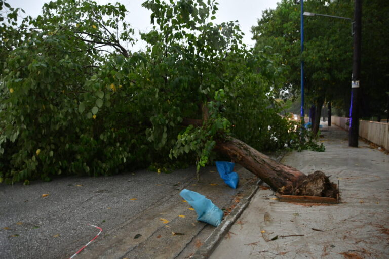 Κακοκαιρία Daniel: Δέντρο έπεσε στη Λάρισα (φωτό)